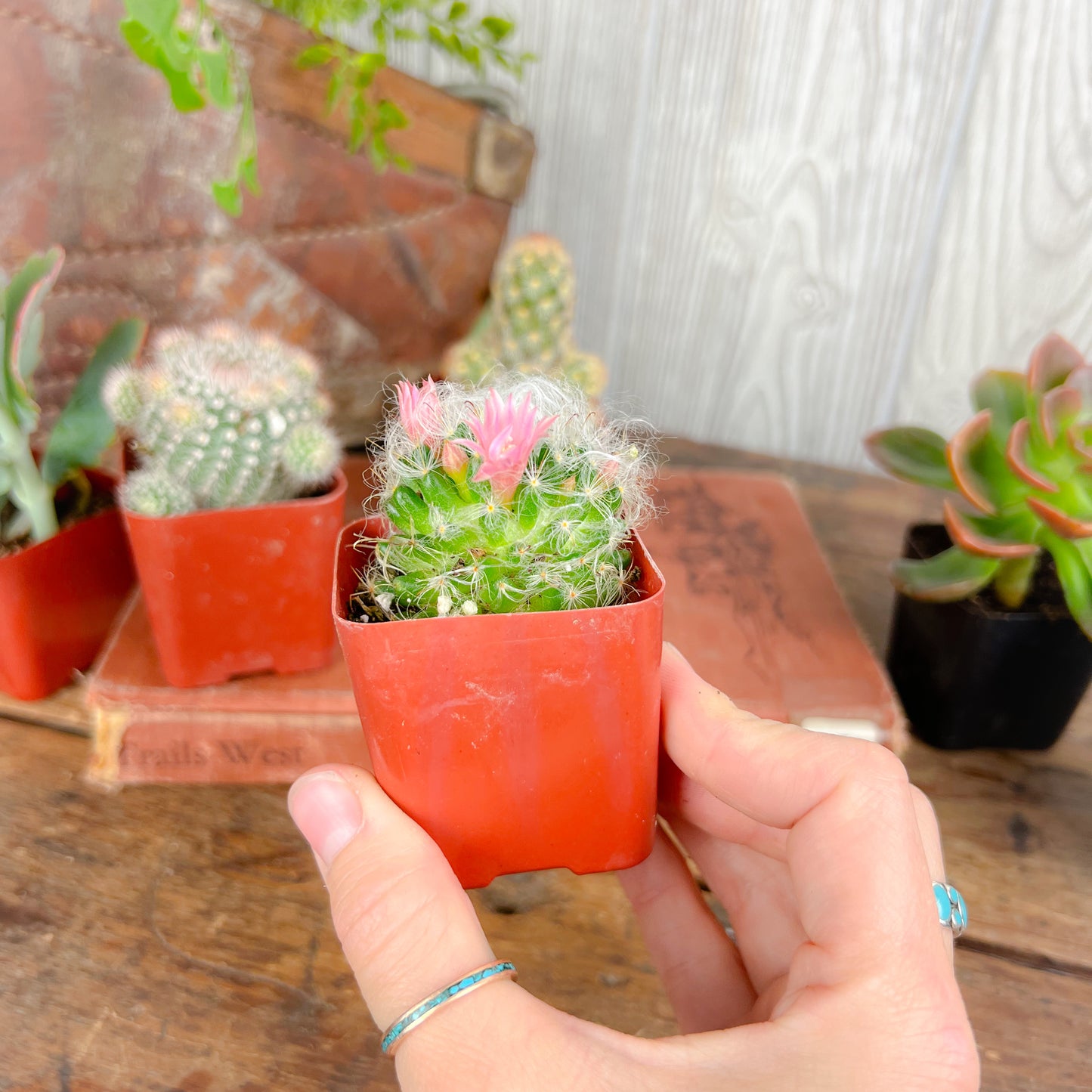 Mystery Succulent or Cactus – Random Pick | 2” Potted Plant