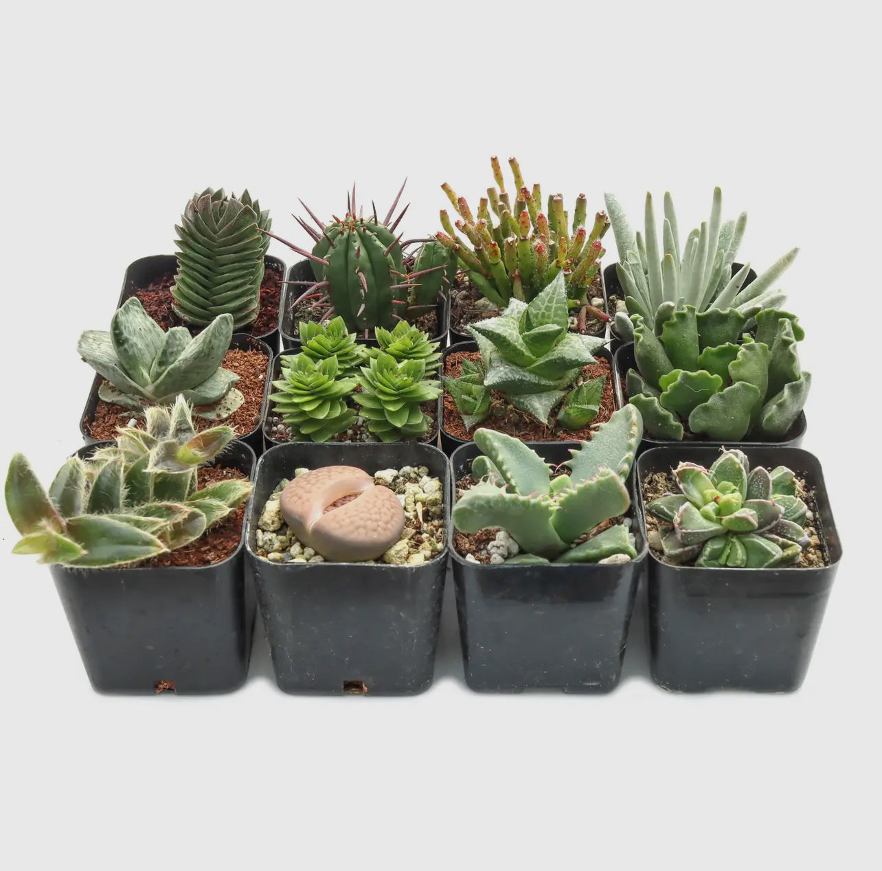 Mystery Succulent or Cactus – Random Pick | 2” Potted Plant