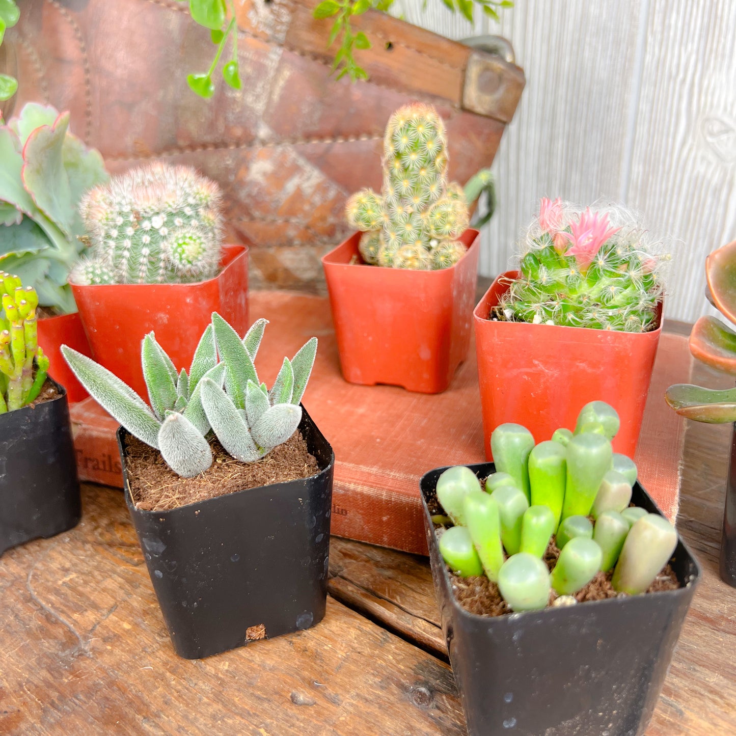 Mystery Succulent or Cactus – Random Pick | 2” Potted Plant