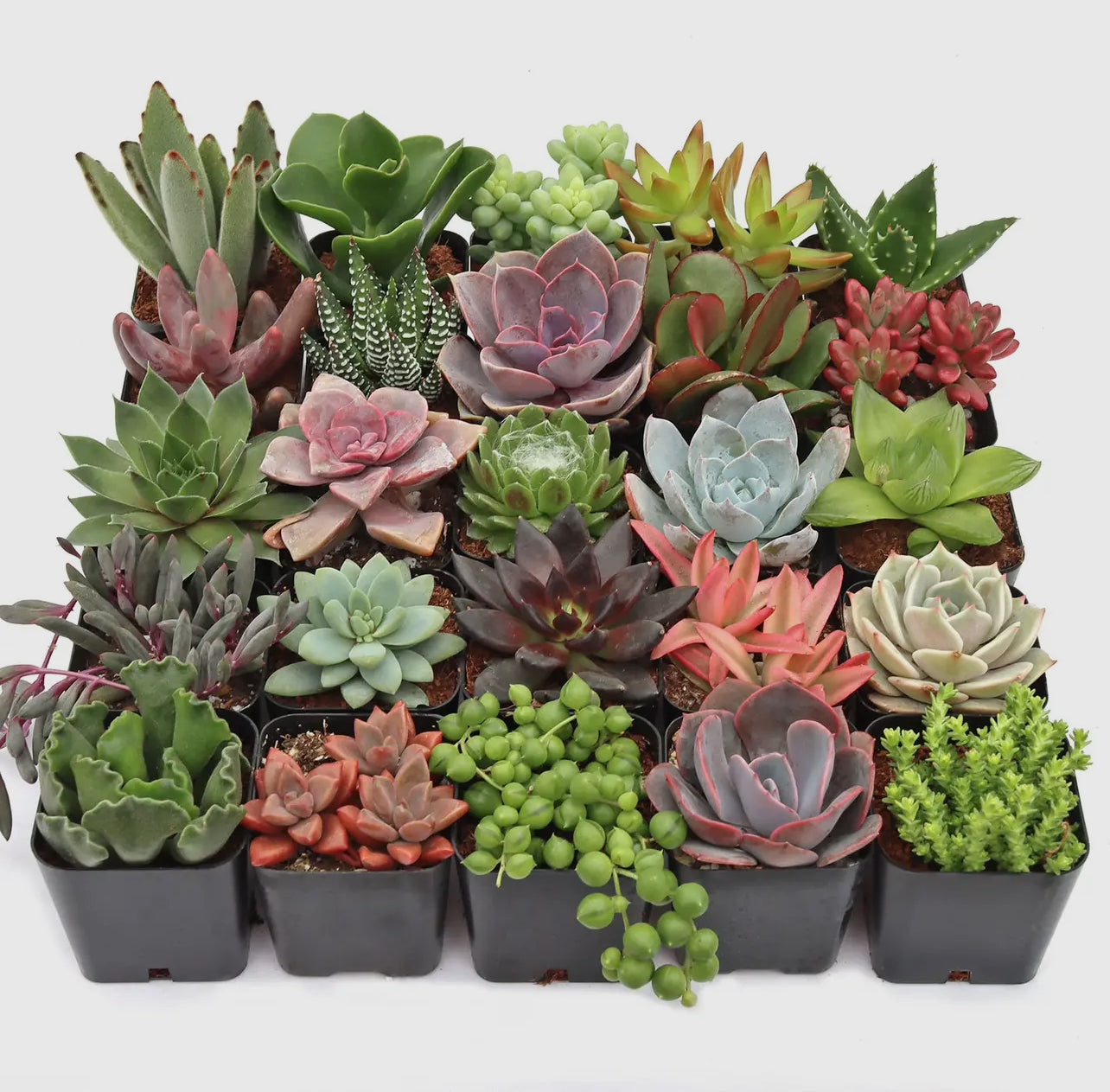 Mystery Succulent or Cactus – Random Pick | 2” Potted Plant