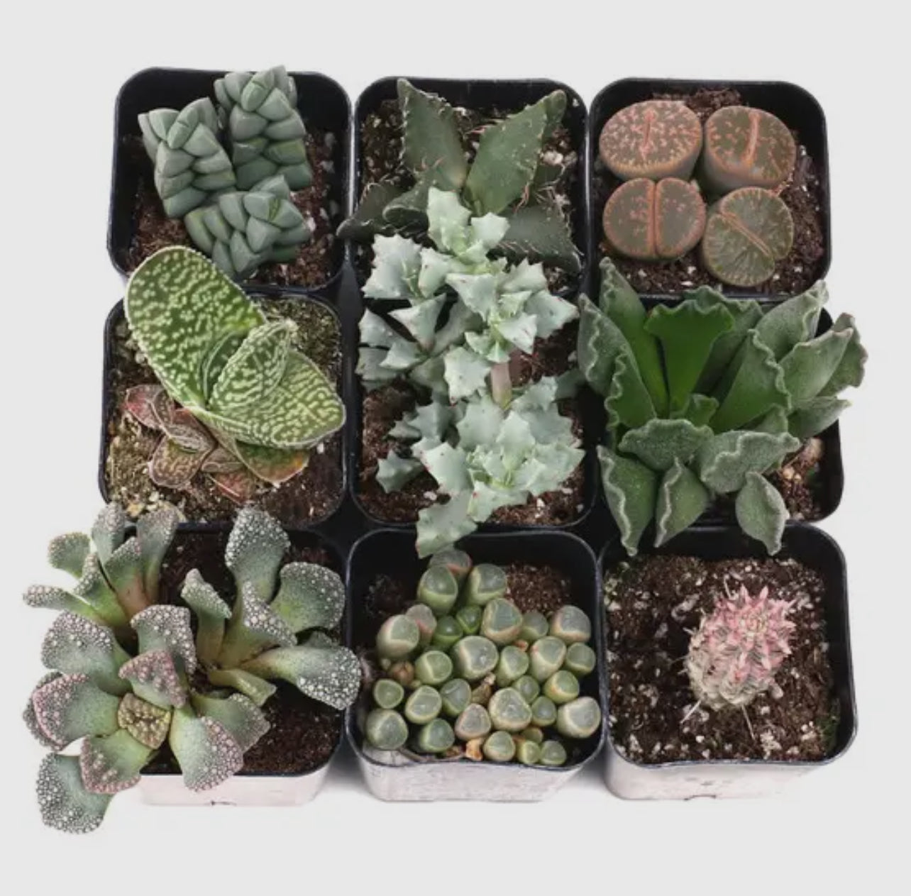 Mystery Succulent or Cactus – Random Pick | 2” Potted Plant
