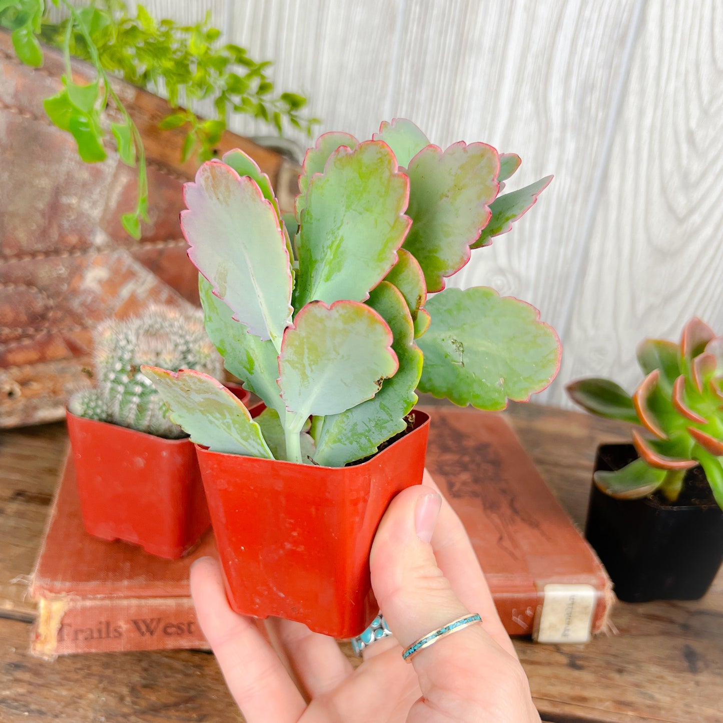 Mystery Succulent or Cactus – Random Pick | 2” Potted Plant
