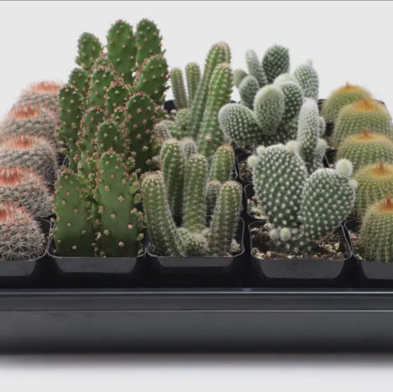 Mystery Succulent or Cactus – Random Pick | 2” Potted Plant