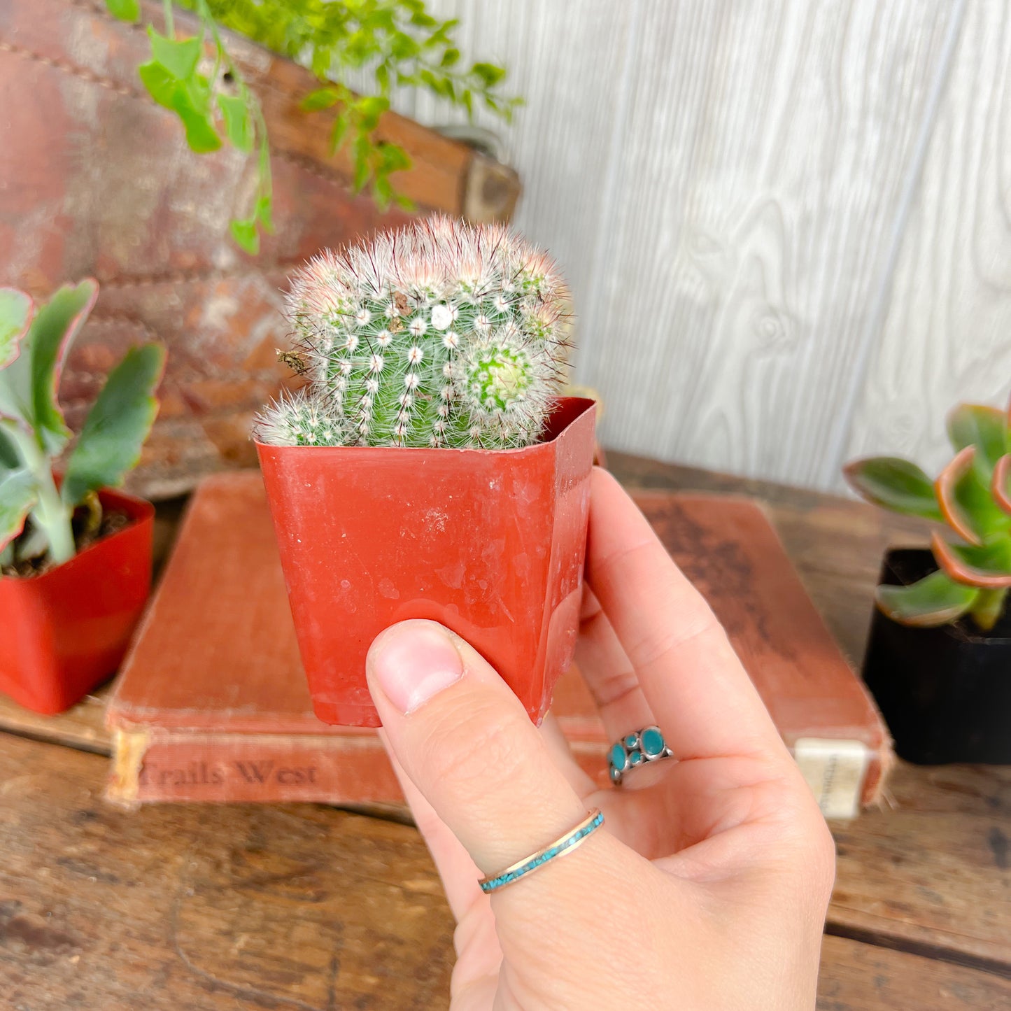 Mystery Succulent or Cactus – Random Pick | 2” Potted Plant