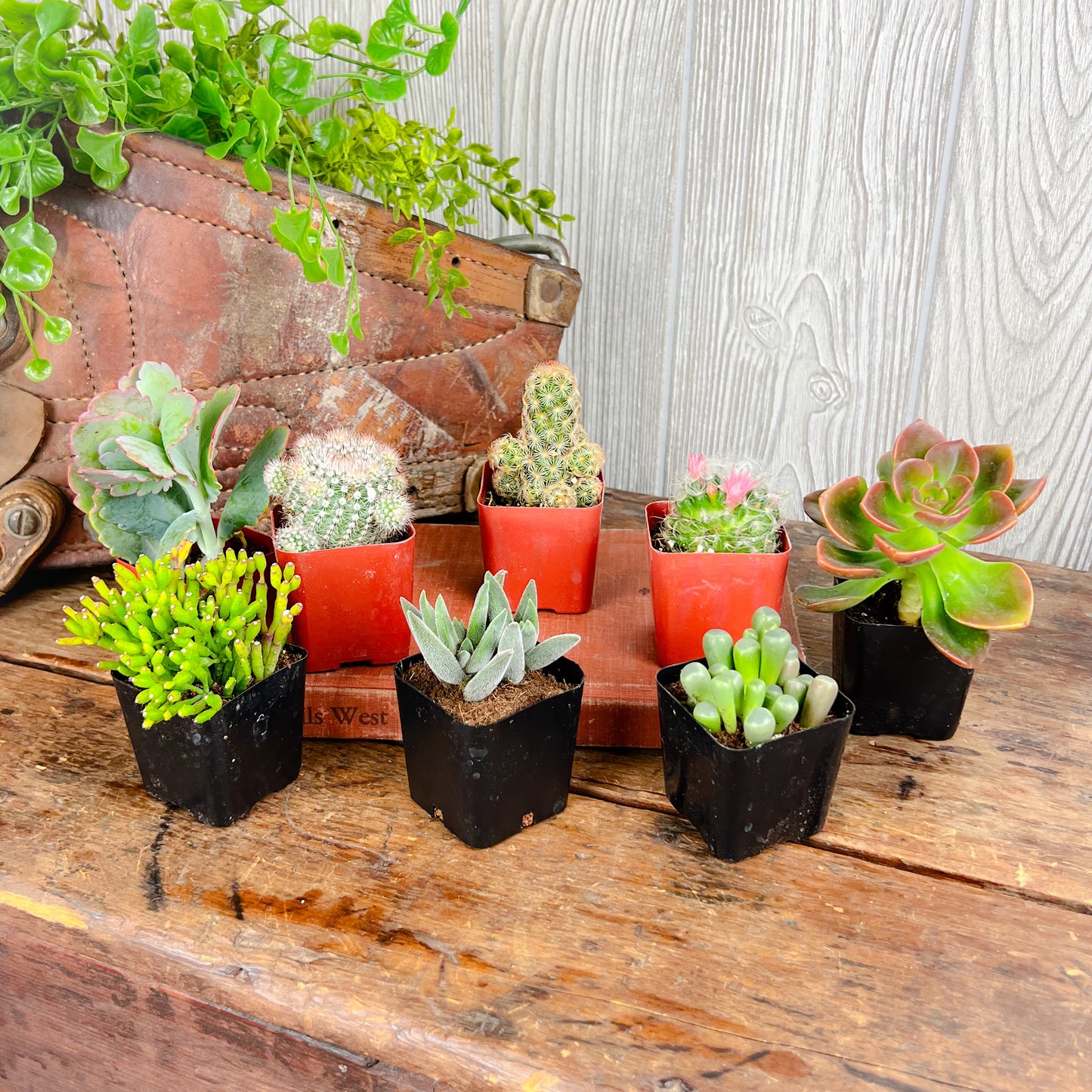 Mystery Succulent or Cactus – Random Pick | 2” Potted Plant