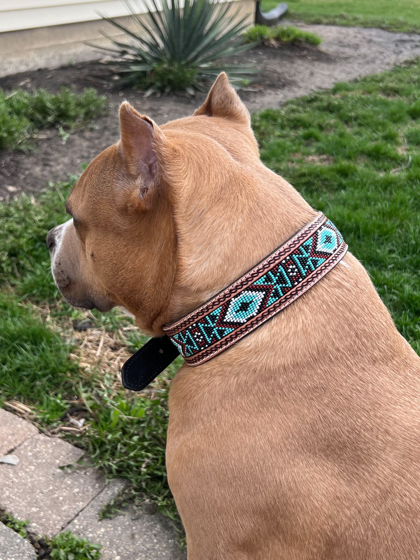 Beaded Leather Dog Collar