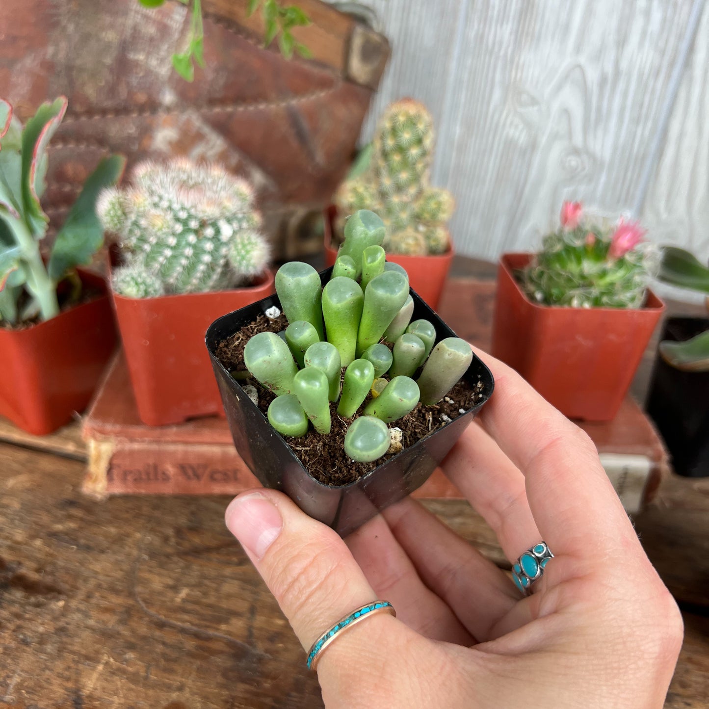 Mystery Succulent or Cactus – Random Pick | 2” Potted Plant