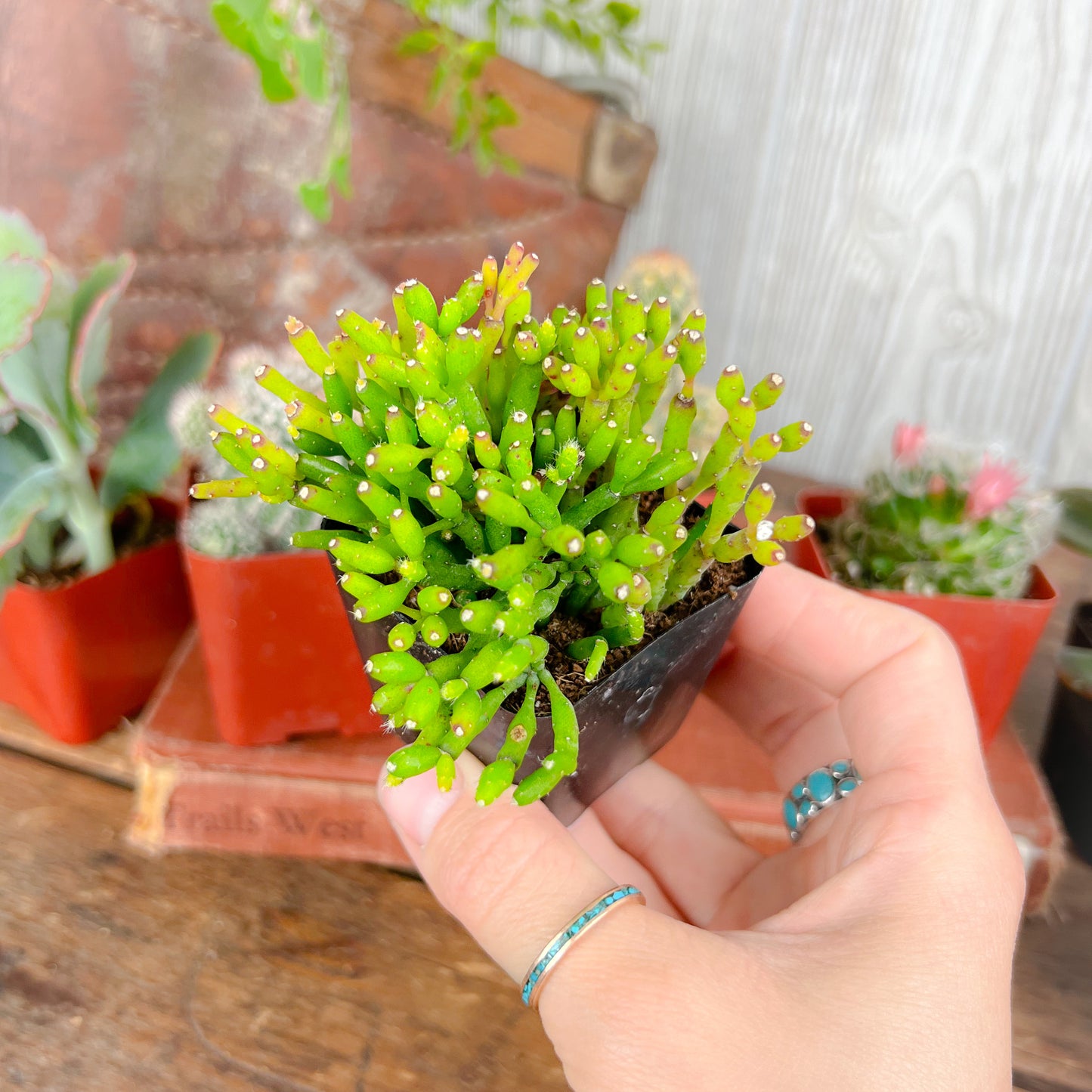 Mystery Succulent or Cactus – Random Pick | 2” Potted Plant