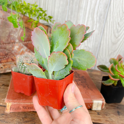 Mystery Succulent or Cactus – Random Pick | 2” Potted Plant