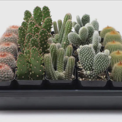 Mystery Succulent or Cactus – Random Pick | 2” Potted Plant