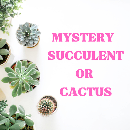 Mystery Succulent or Cactus – Random Pick | 2” Potted Plant