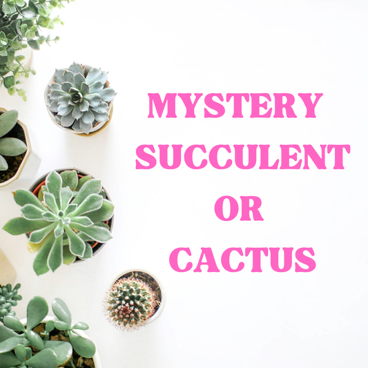 Mystery Succulent or Cactus – Random Pick | 2” Potted Plant