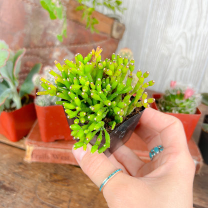 Mystery Succulent or Cactus – Random Pick | 2” Potted Plant